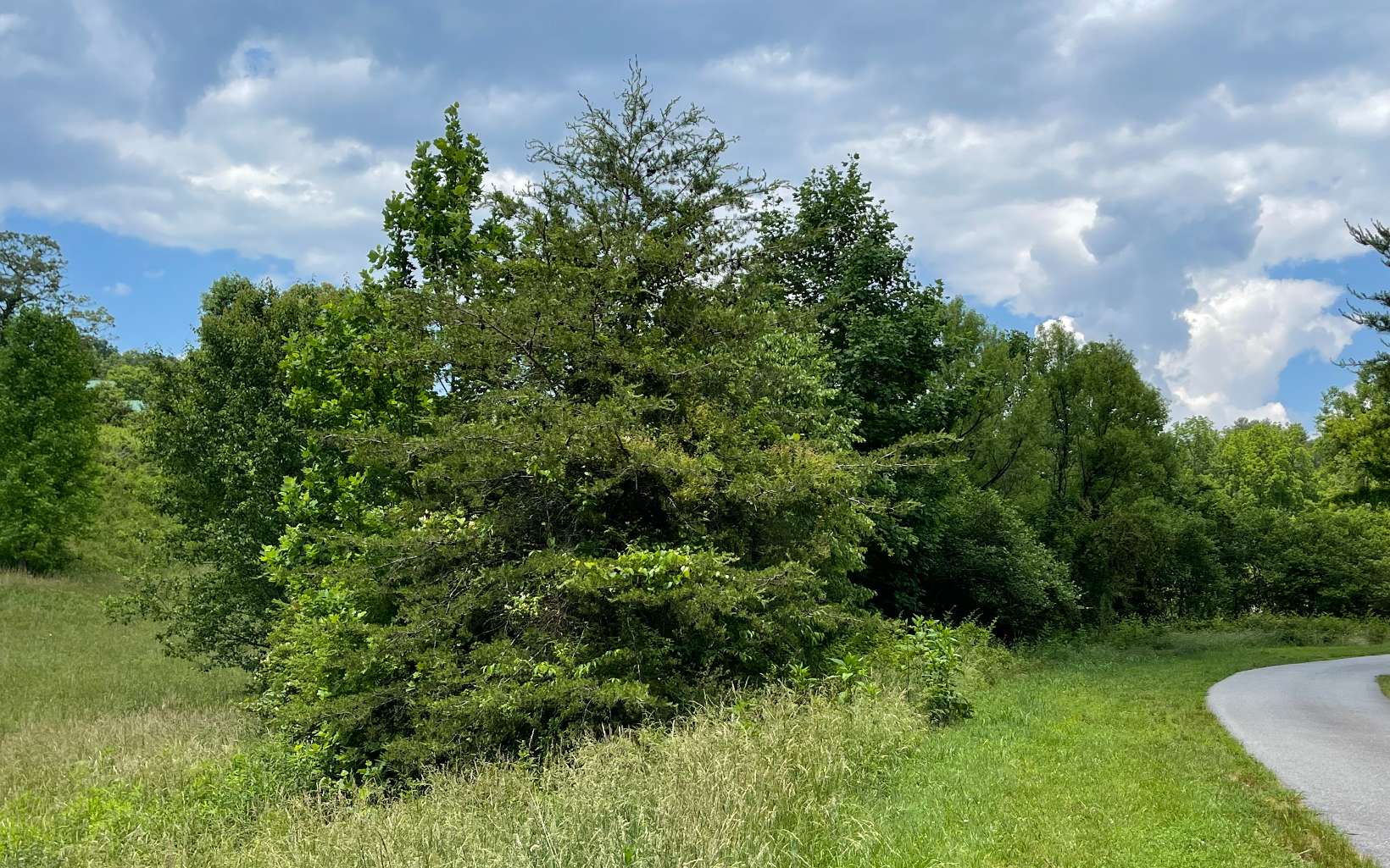 Lot 14 Saddle Ridge Warne, NC 28909 - Photo 9 of 28 Additional View