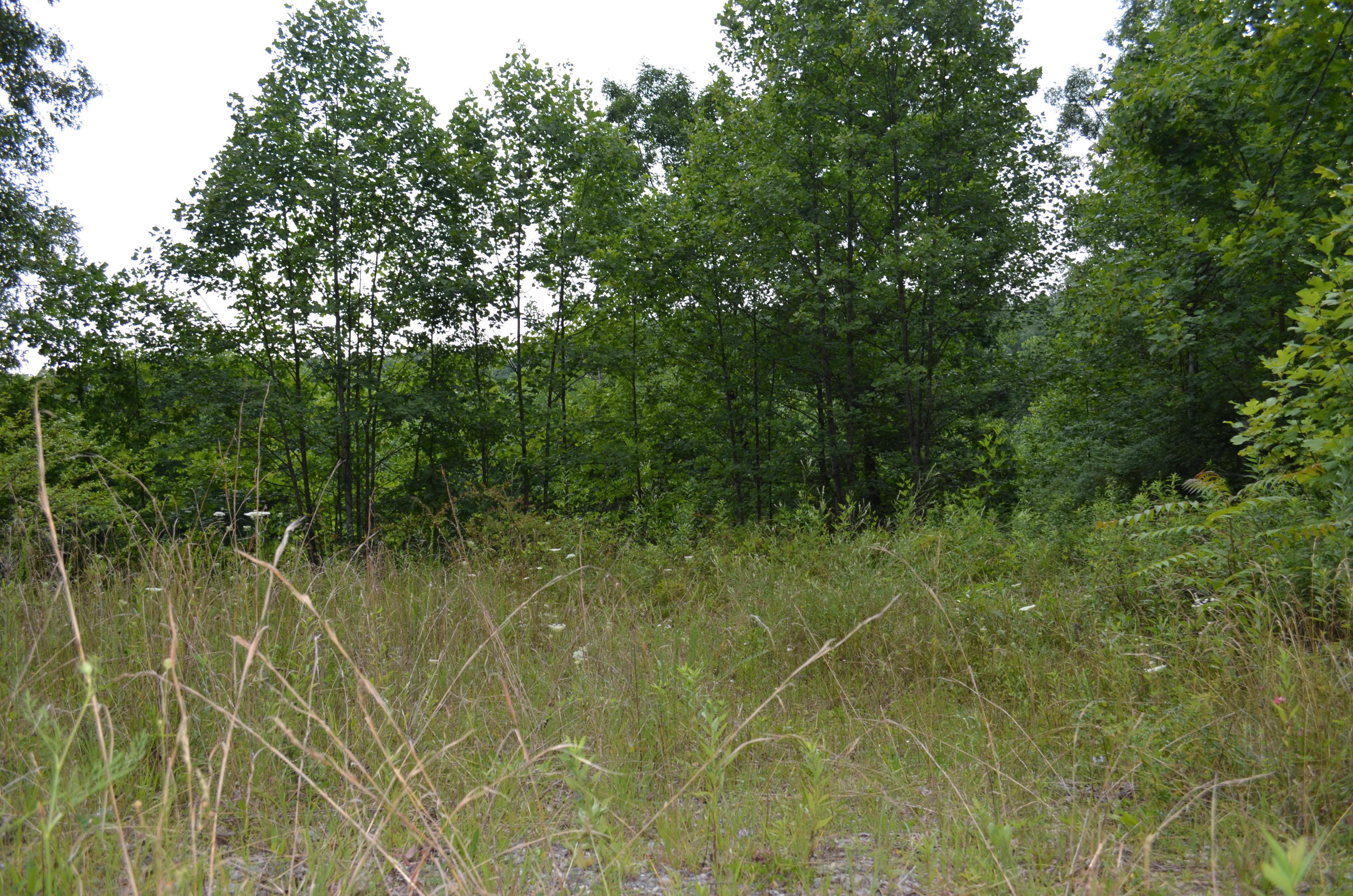 753 Chestnut Ridge Road Spring City, TN 37381 - Photo 1 of 9 DSC_0483