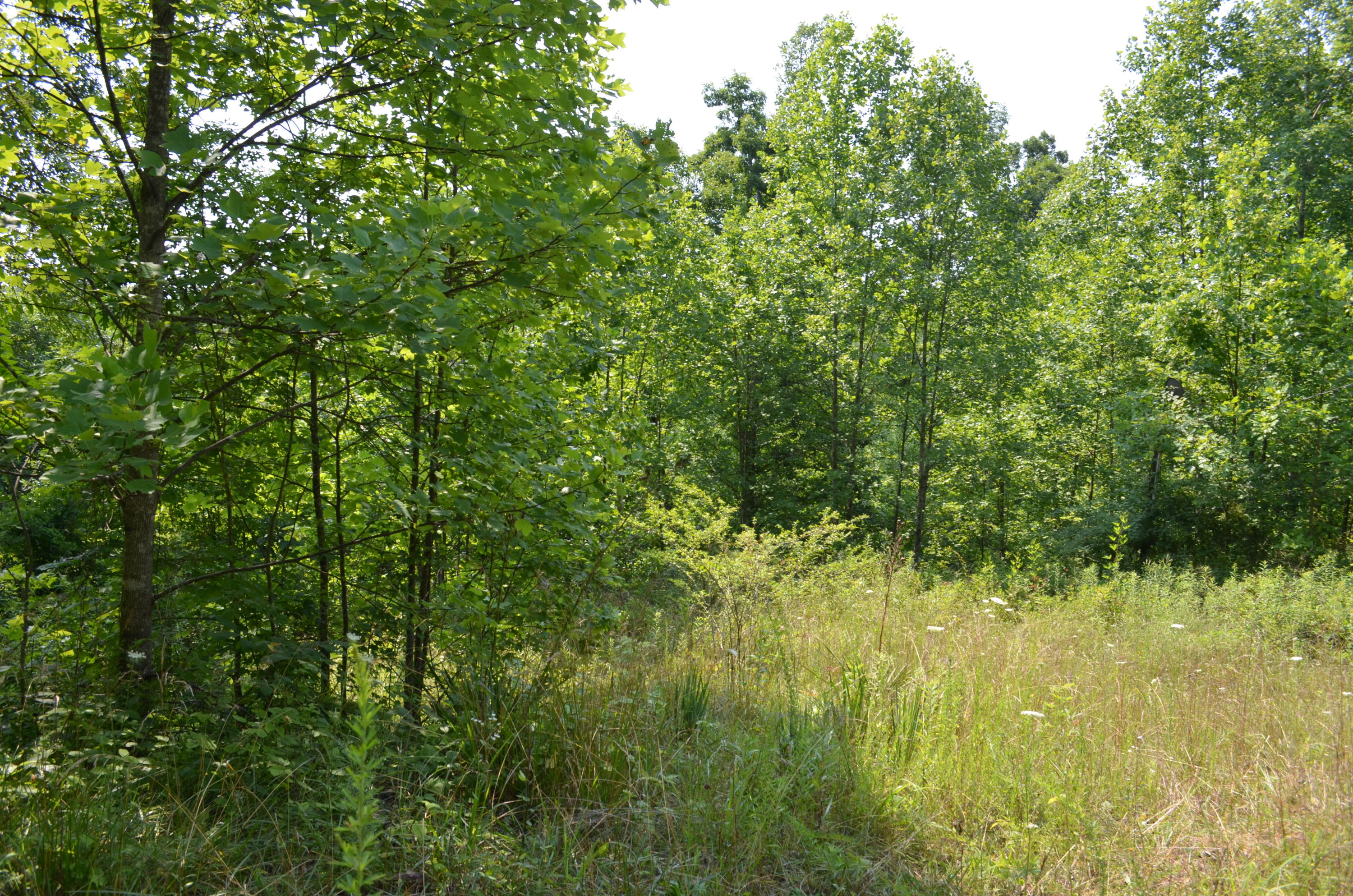 753 Chestnut Ridge Road Spring City, TN 37381 - Photo 2 of 9 DSC_0457
