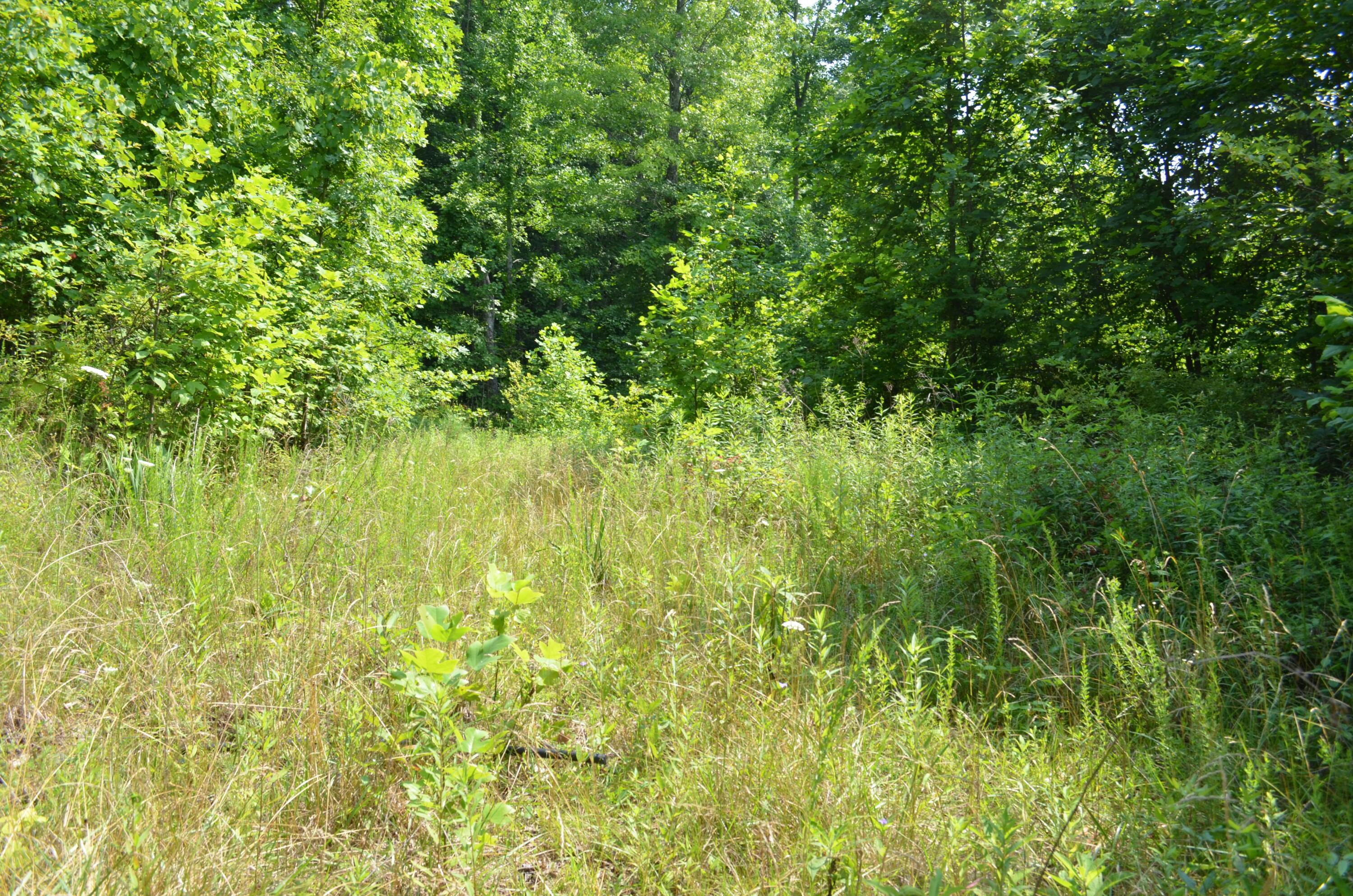 753 Chestnut Ridge Road Spring City, TN 37381 - Photo 3 of 9 DSC_0463