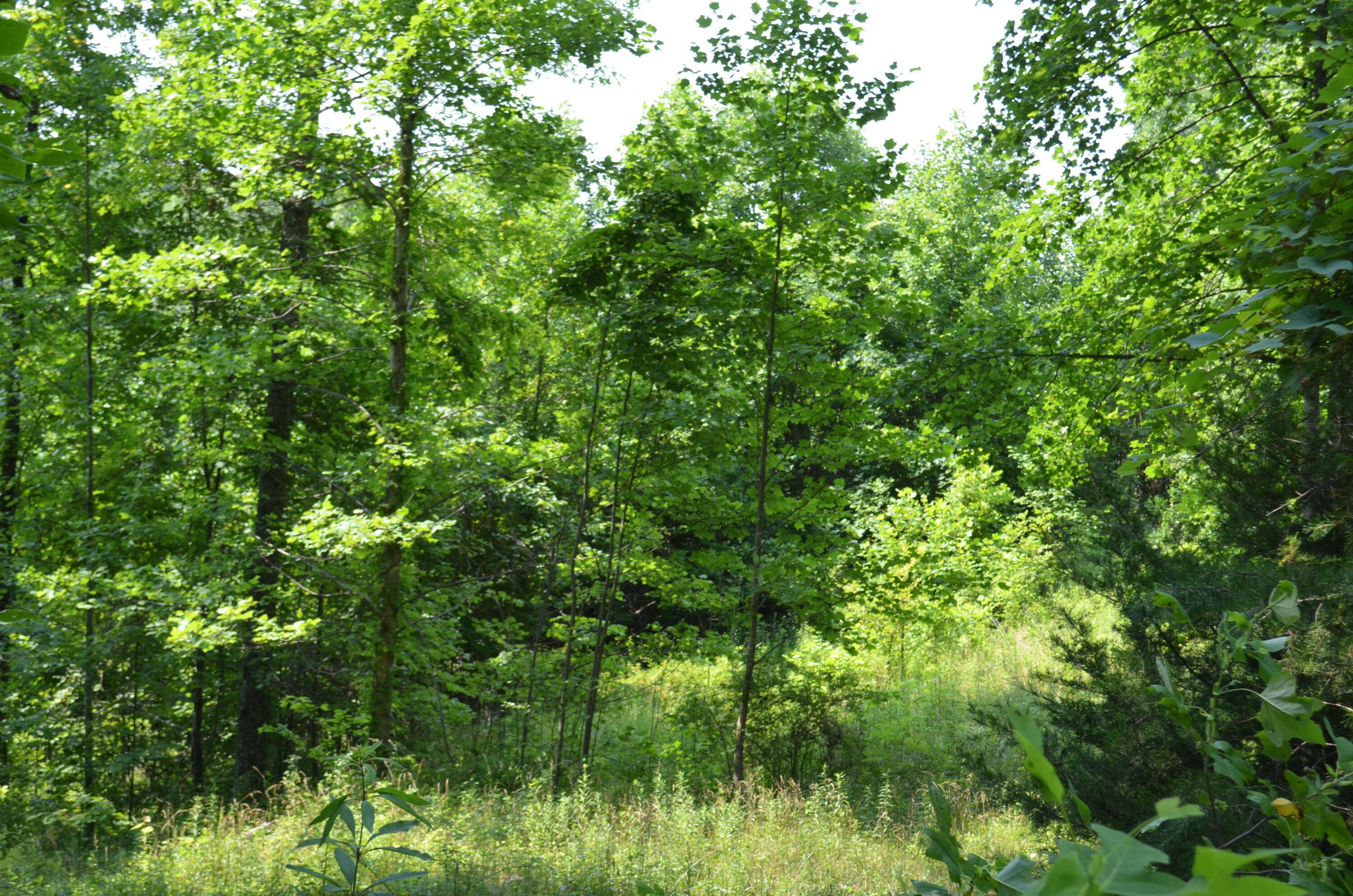 753 Chestnut Ridge Road Spring City, TN 37381 - Photo 4 of 9 DSC_0466