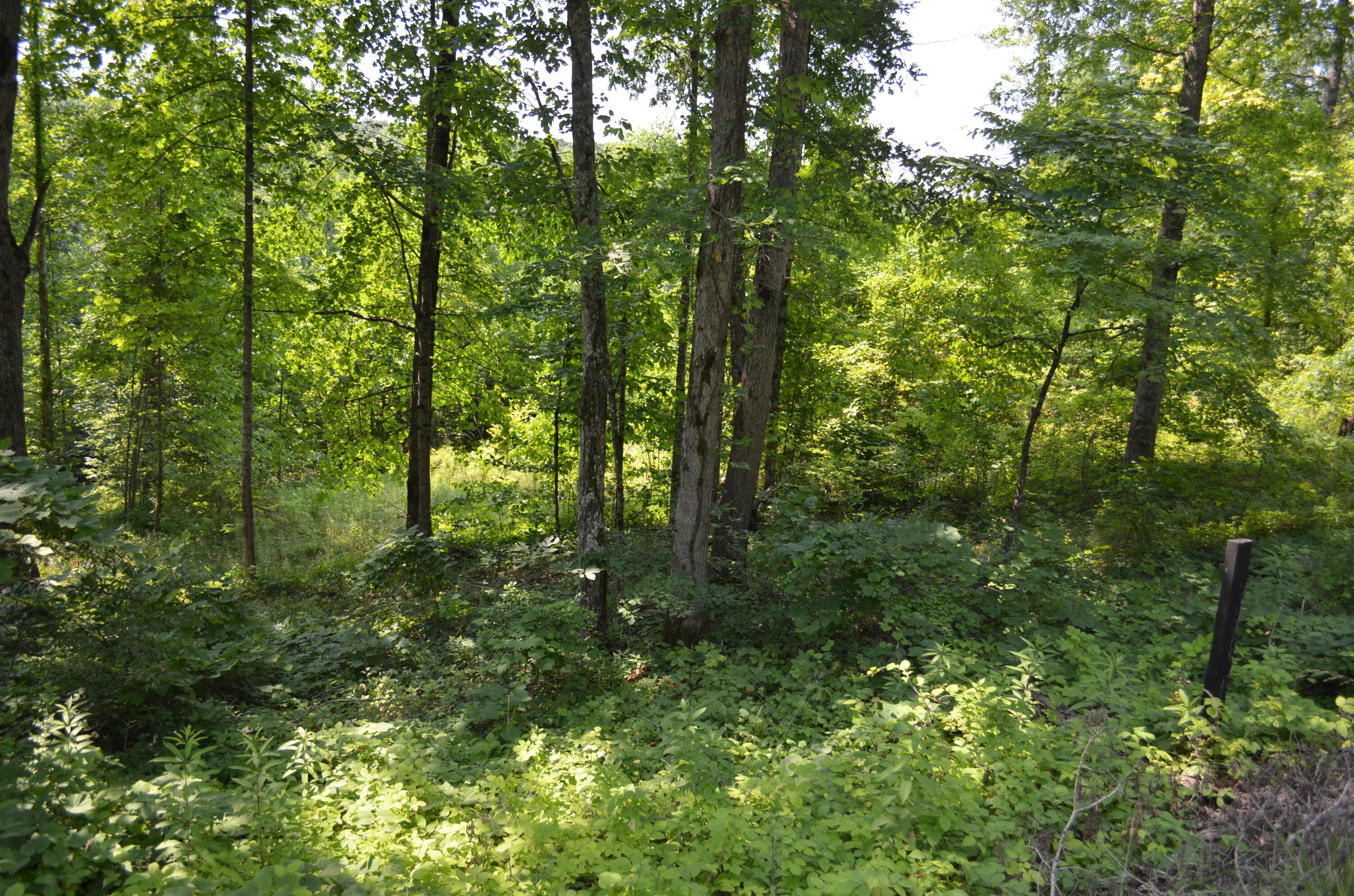 753 Chestnut Ridge Road Spring City, TN 37381 - Photo 5 of 9 DSC_0470