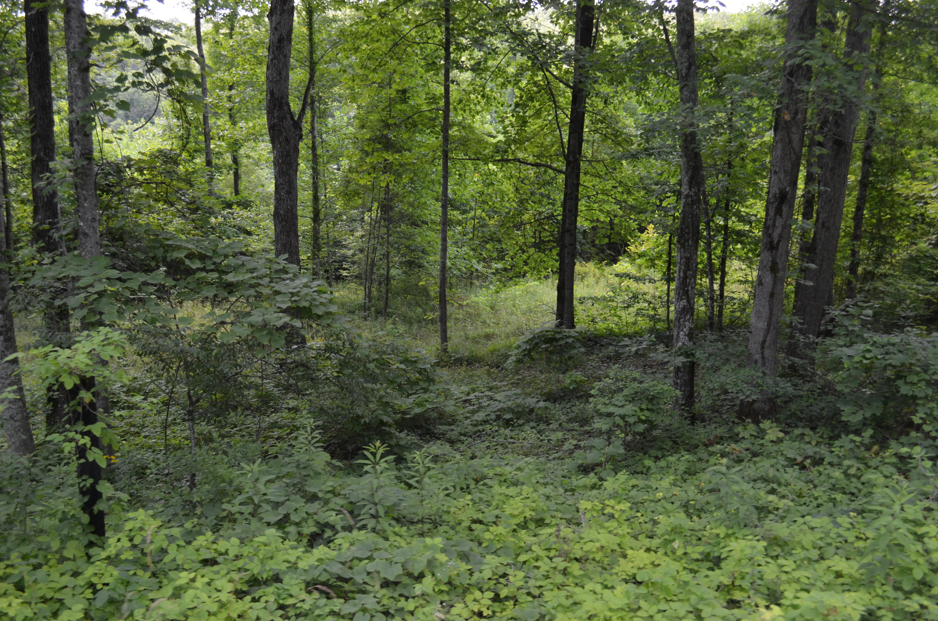 753 Chestnut Ridge Road Spring City, TN 37381 - Photo 6 of 9 DSC_0480