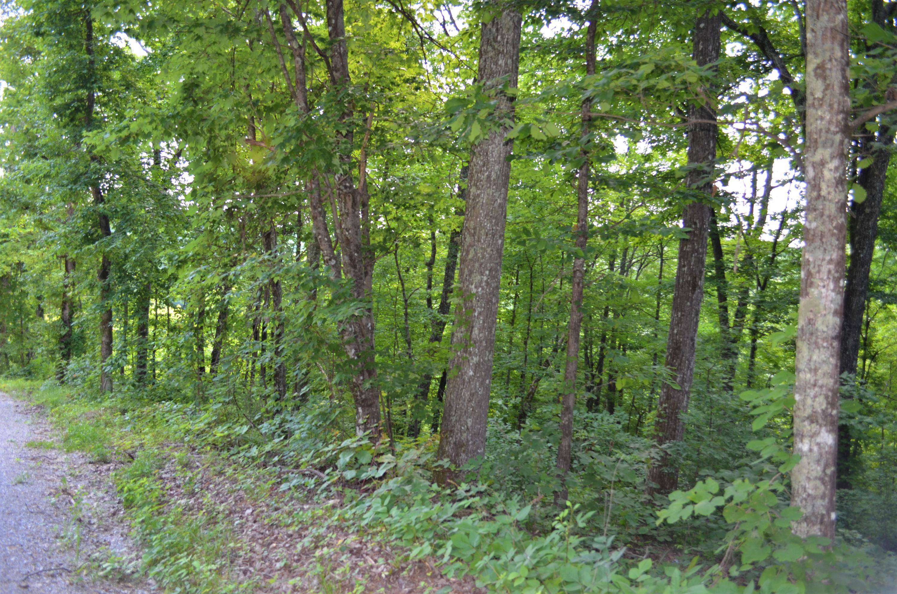 753 Chestnut Ridge Road Spring City, TN 37381 - Photo 7 of 9 DSC_0476