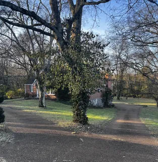 a view of a yard with large trees