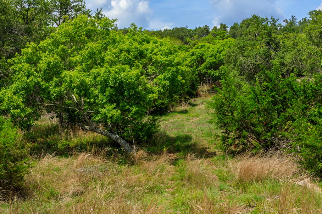 Lot 50 Maenius Road, Unit 50 Blanco, TX 78606 - Photo 17 of 18 Gallery Image 17