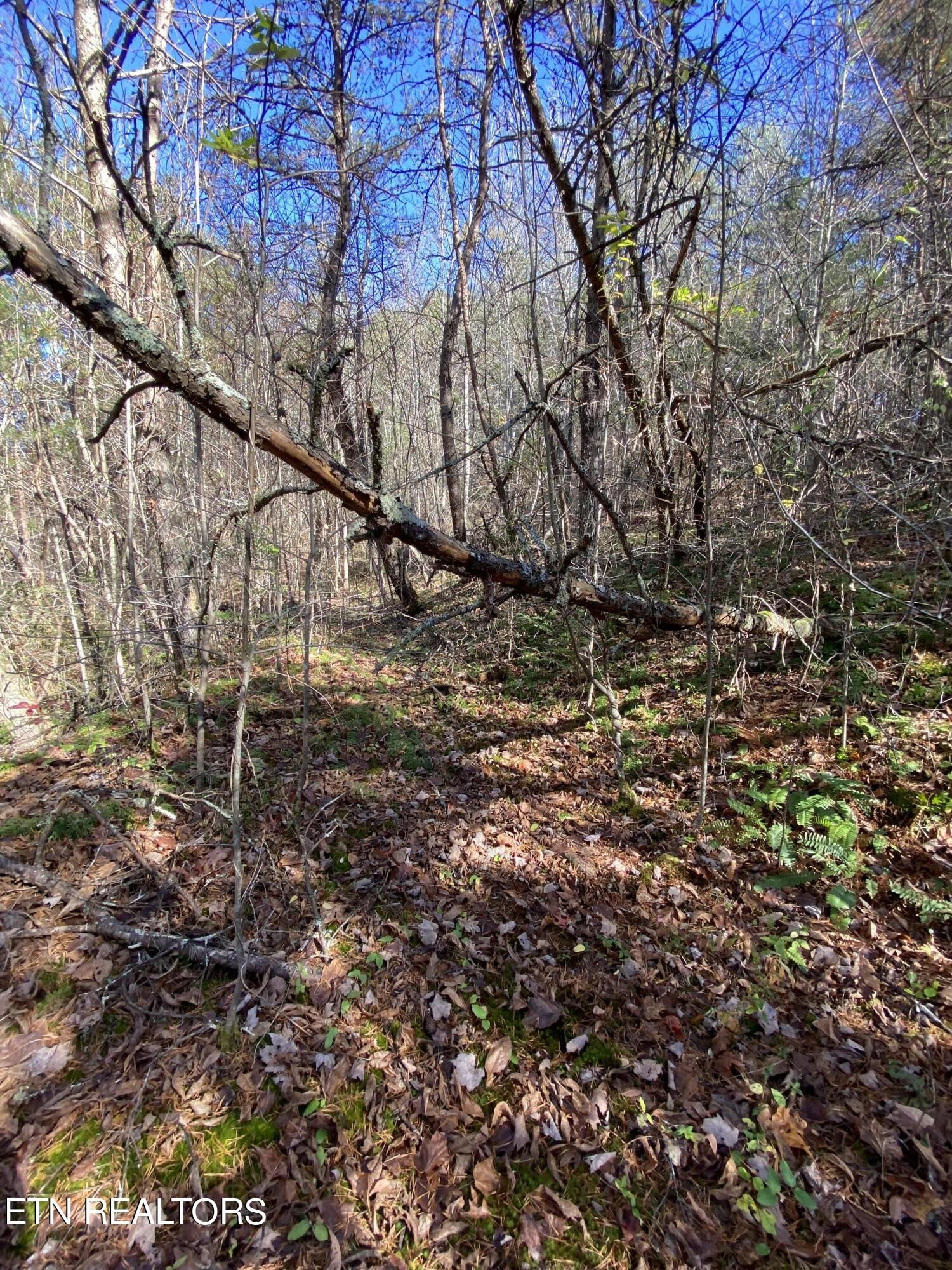 672 Big 4 Road La Follette, TN 37766 - Photo 15 of 58 Gallery Image 15