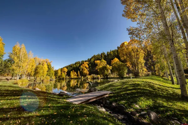a view of a field of the trees