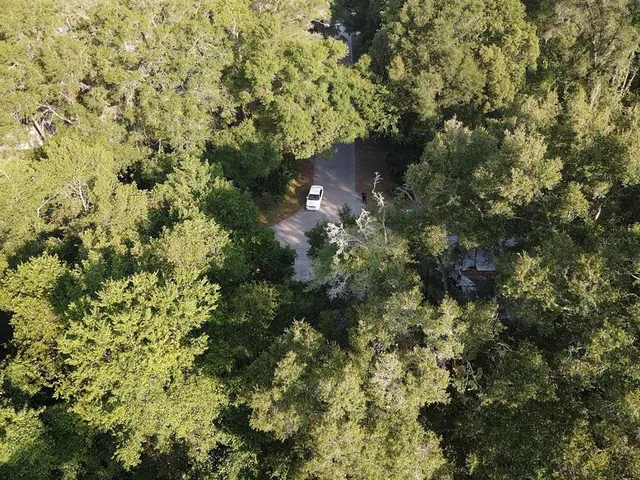 a view of a forest with a tree