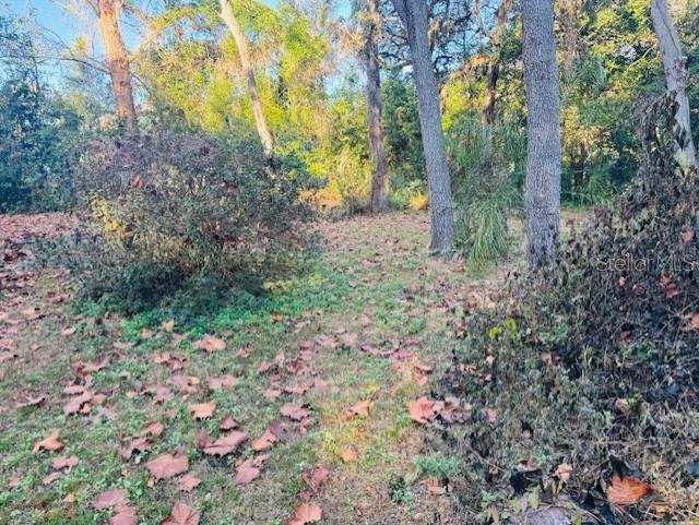 4547 C R 692 Webster, FL 33597 - Photo 3 of 26 a view of a forest that has a tree