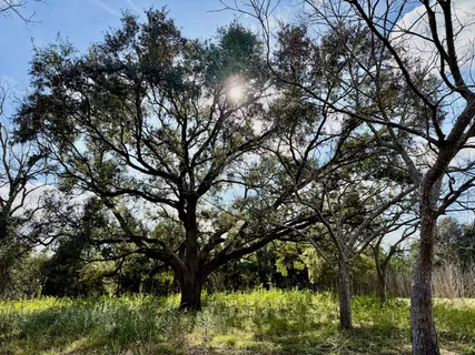a view of tree