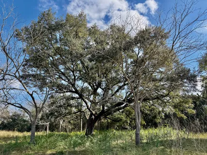 a picture of tree