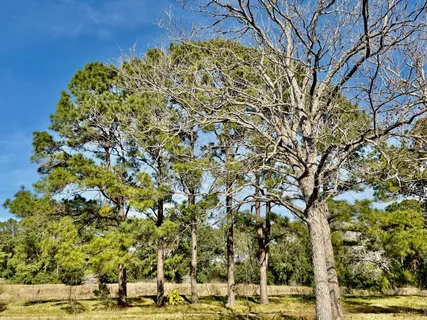 a view of a yard with yellow house