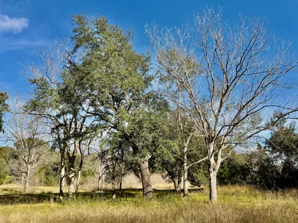 a view of lake with trees