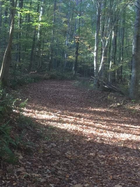 a view of a forest with trees in the background