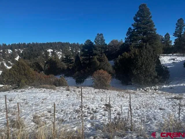 a view of a dry yard with trees