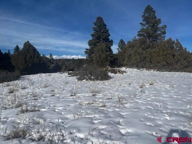 a view of a yard with a tree