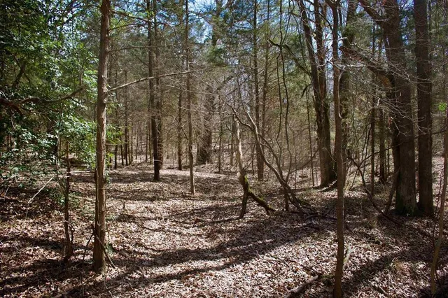 a view of a forest filled with trees
