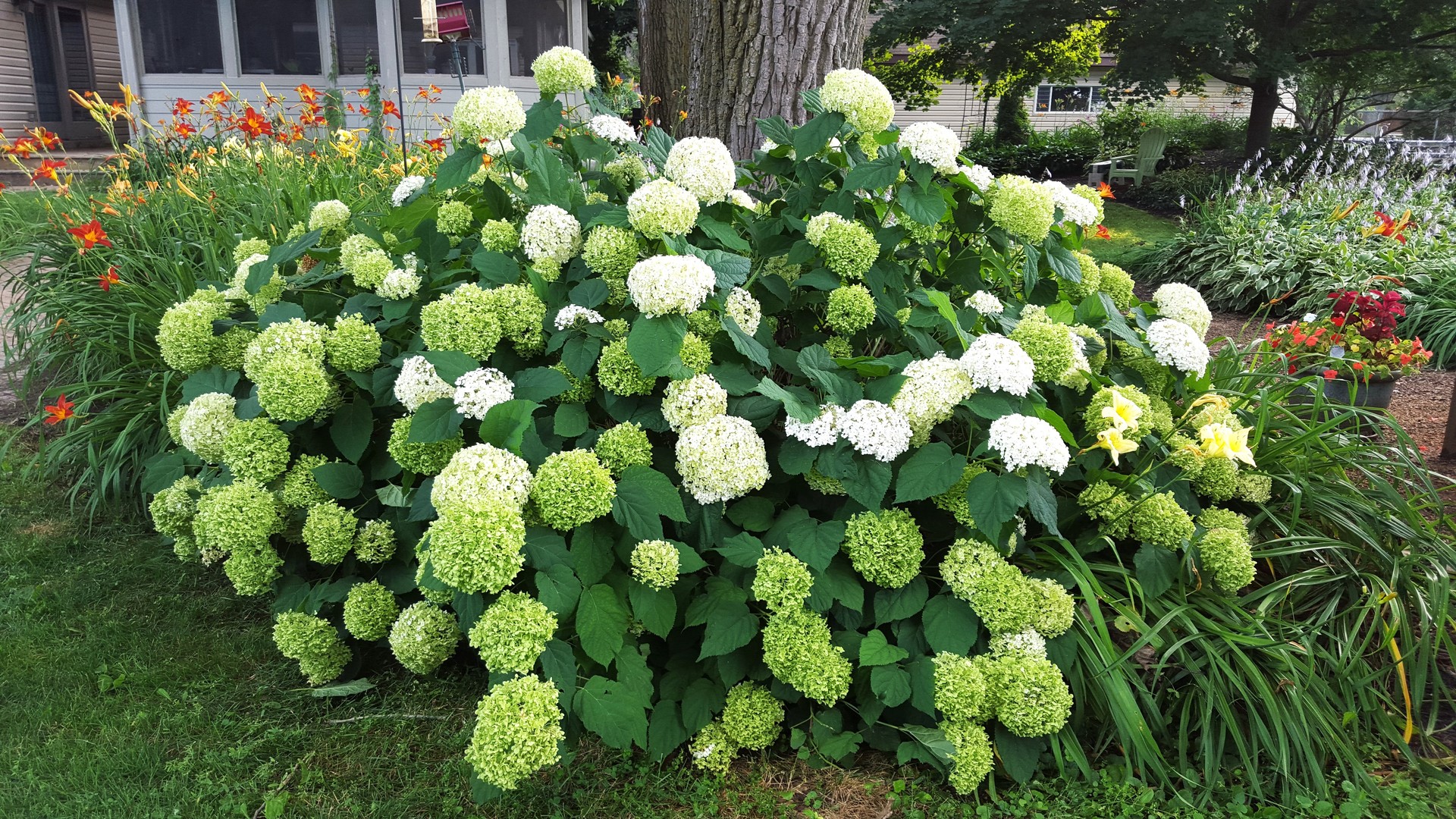 S031 Pearl Road West Chicago, IL 60185 - Photo 34 of 39 a plant with lots of flowers