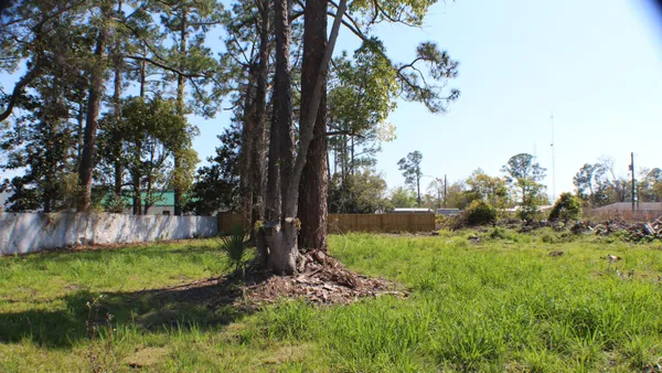 a view of a garden with a tree