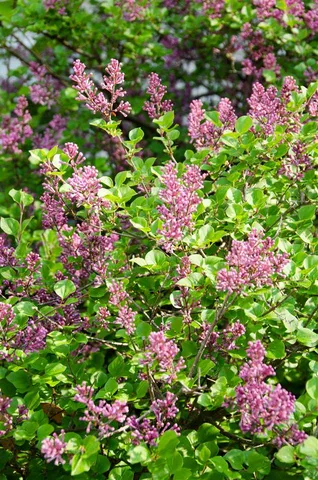 $985,000 | 6 Mottau Drive, Lyndeborough, NH 03082