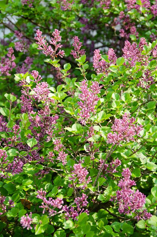 6 Mottau Drive Lyndeborough, NH 03082 - Photo 33 of 55