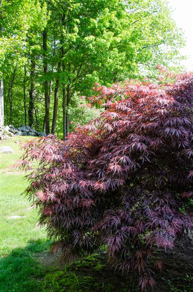 6 Mottau Drive Lyndeborough, NH 03082 - Photo 35 of 55