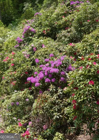 a view of a flower in a garden