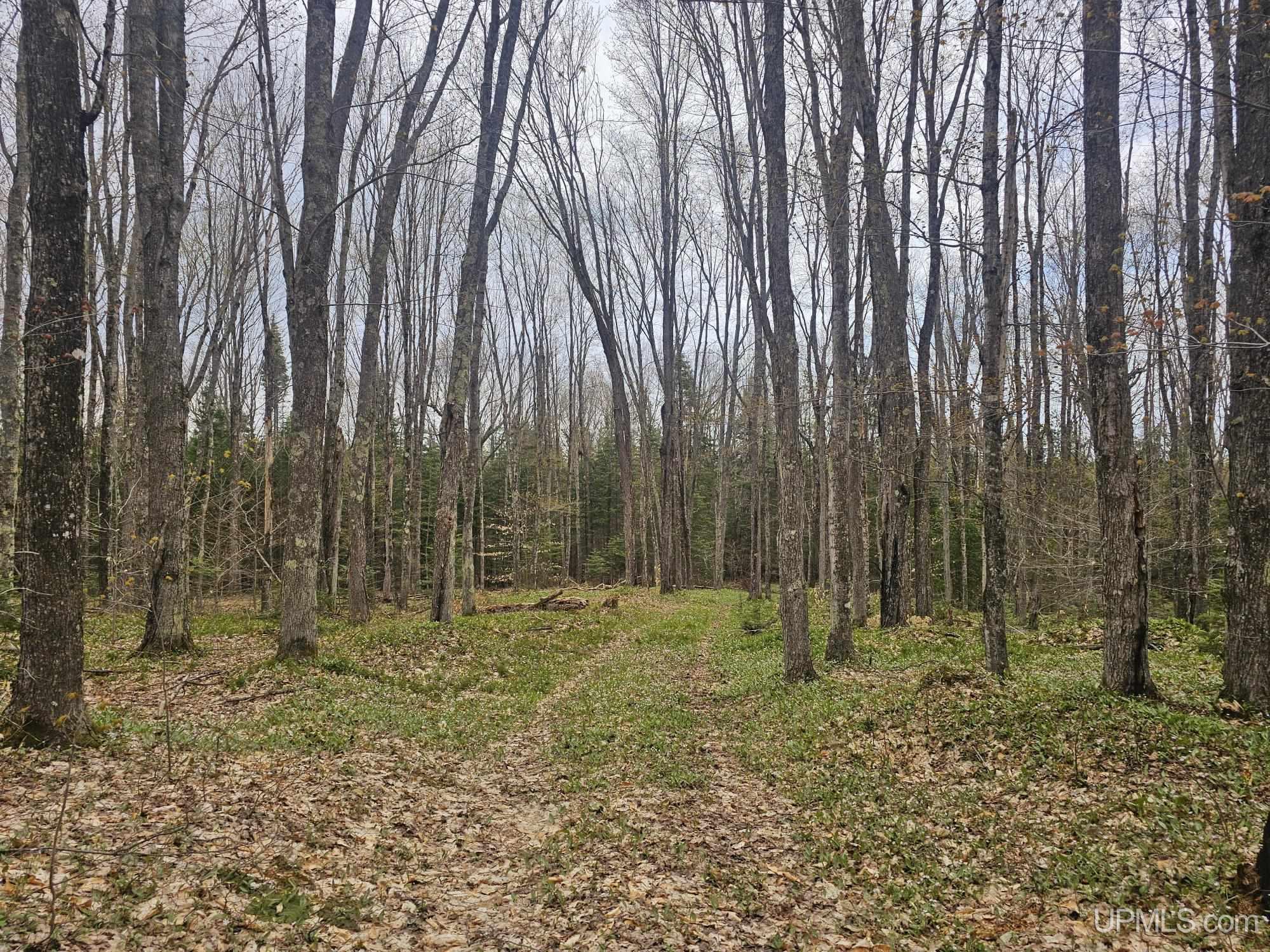 23 Camp 23 Road Germfask, MI 49836 - Photo 1 of 16