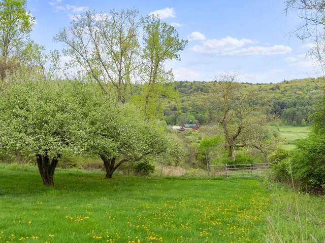 a view of a trees with a yard