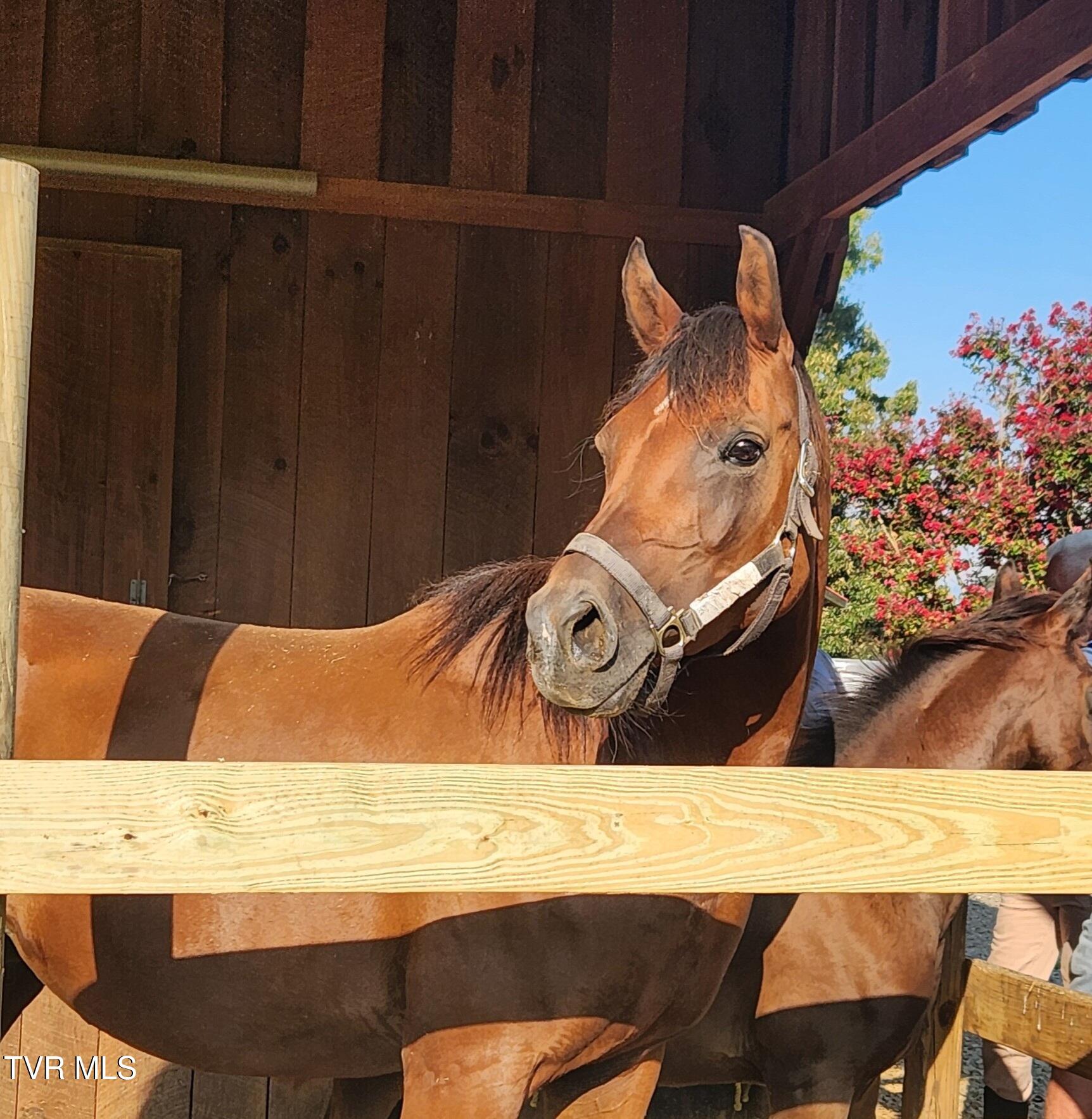 1331 Bright Hope Road Greeneville, TN 37743 - Photo 68 of 100 IMG_20250129_092439 (1)