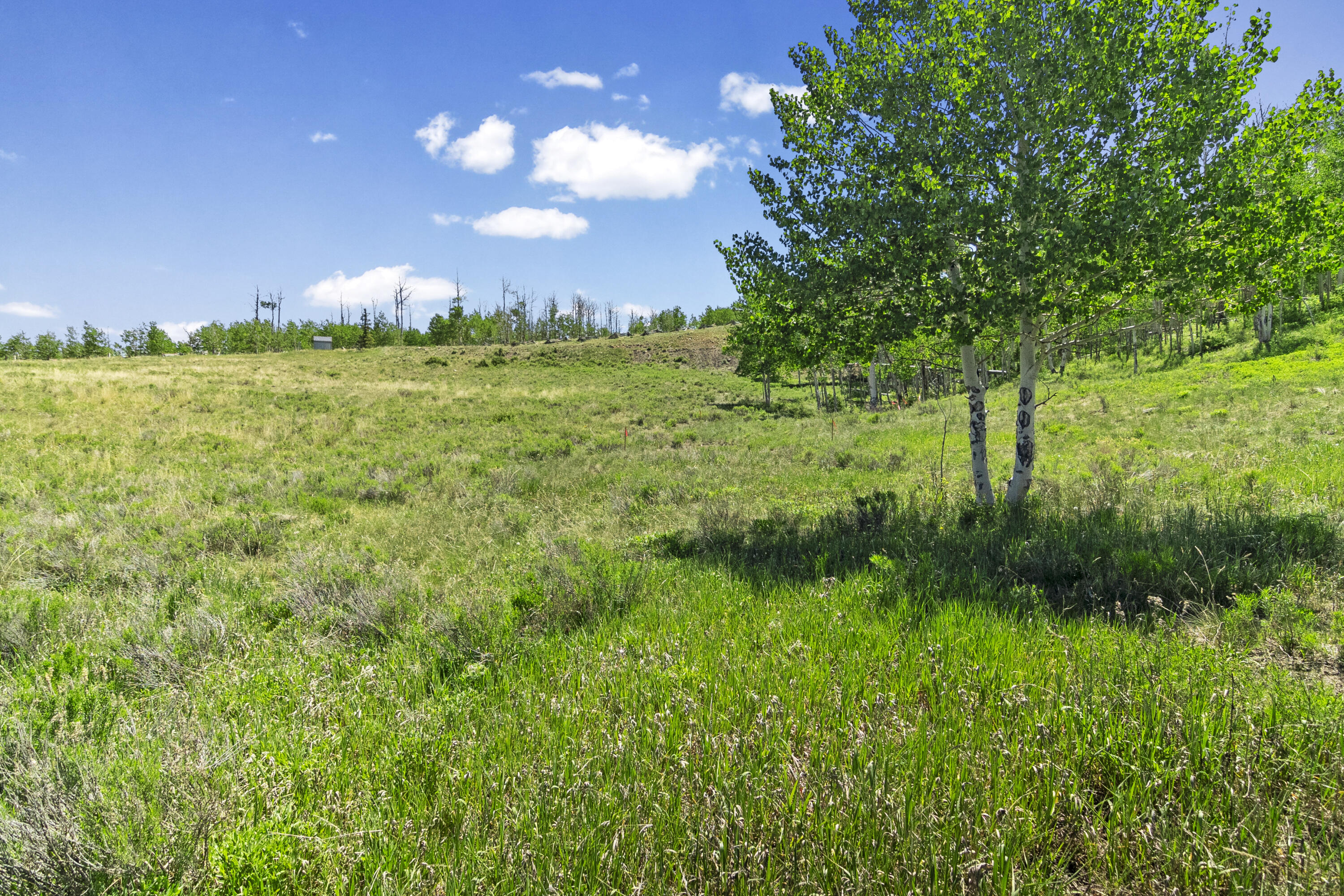a view of a big yard