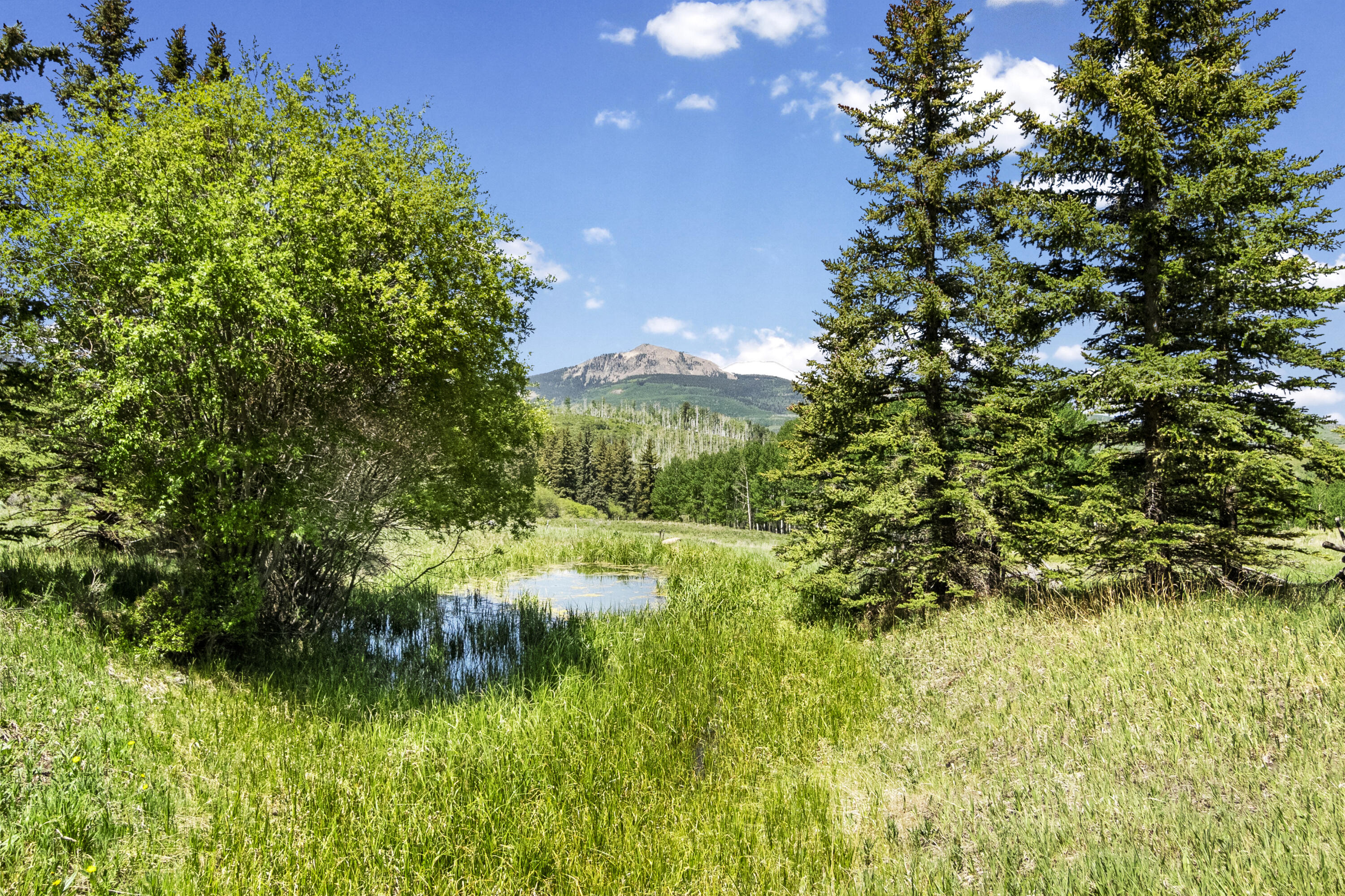 Tbd Wilson Mesa Ranch Circle Placerville, CO 81430 - Photo 3 of 9 a view of a garden