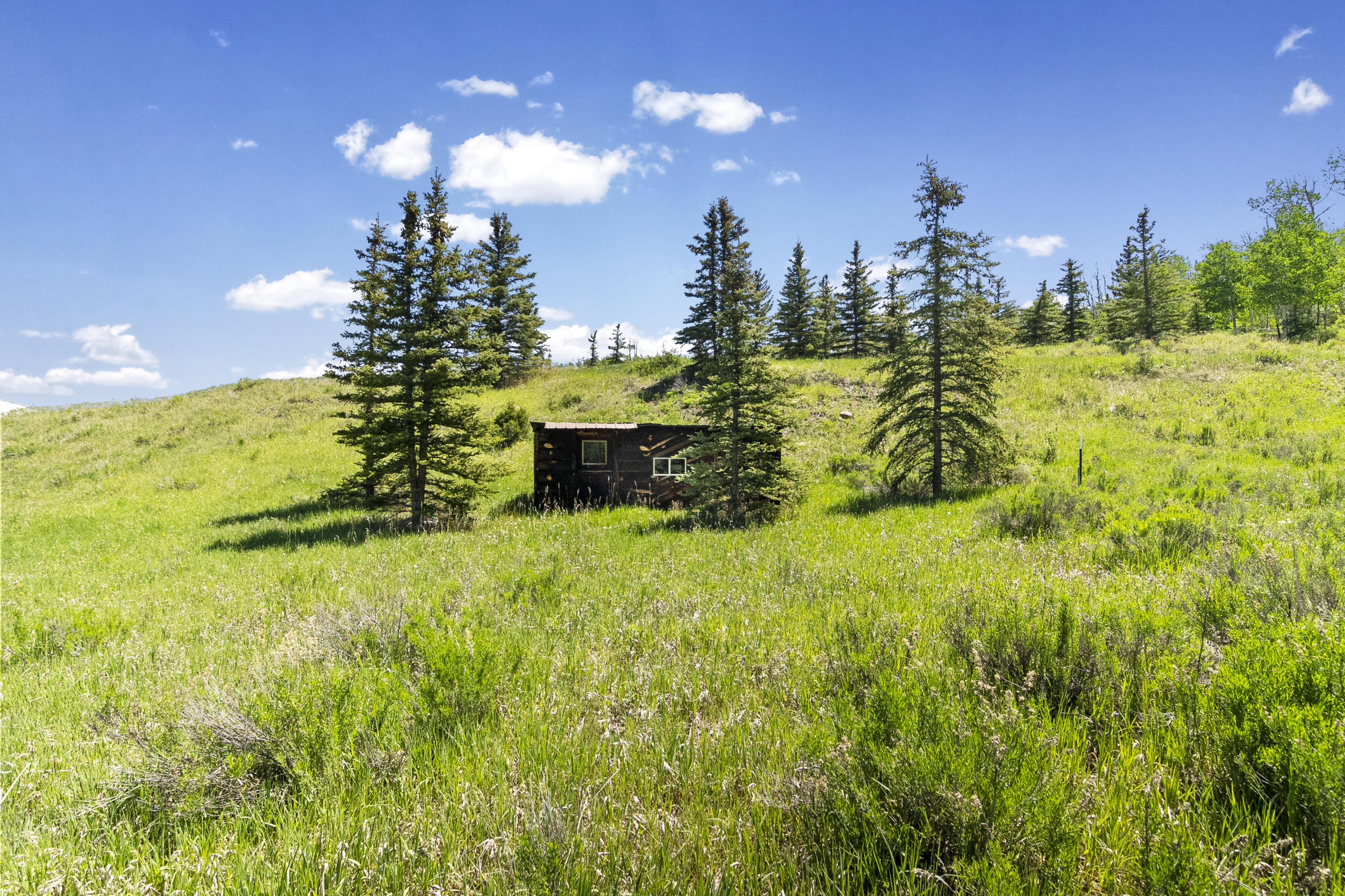 Tbd Wilson Mesa Ranch Circle Placerville, CO 81430 - Photo 3 of 9 a view of a big yard with large trees