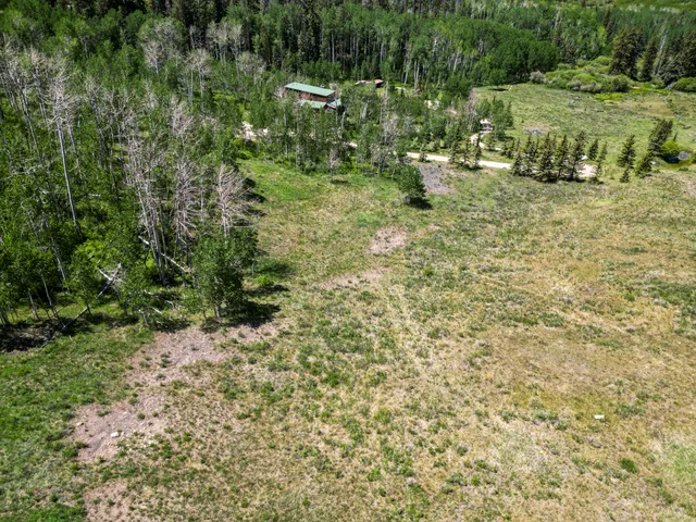 a view of a yard with plants and tree