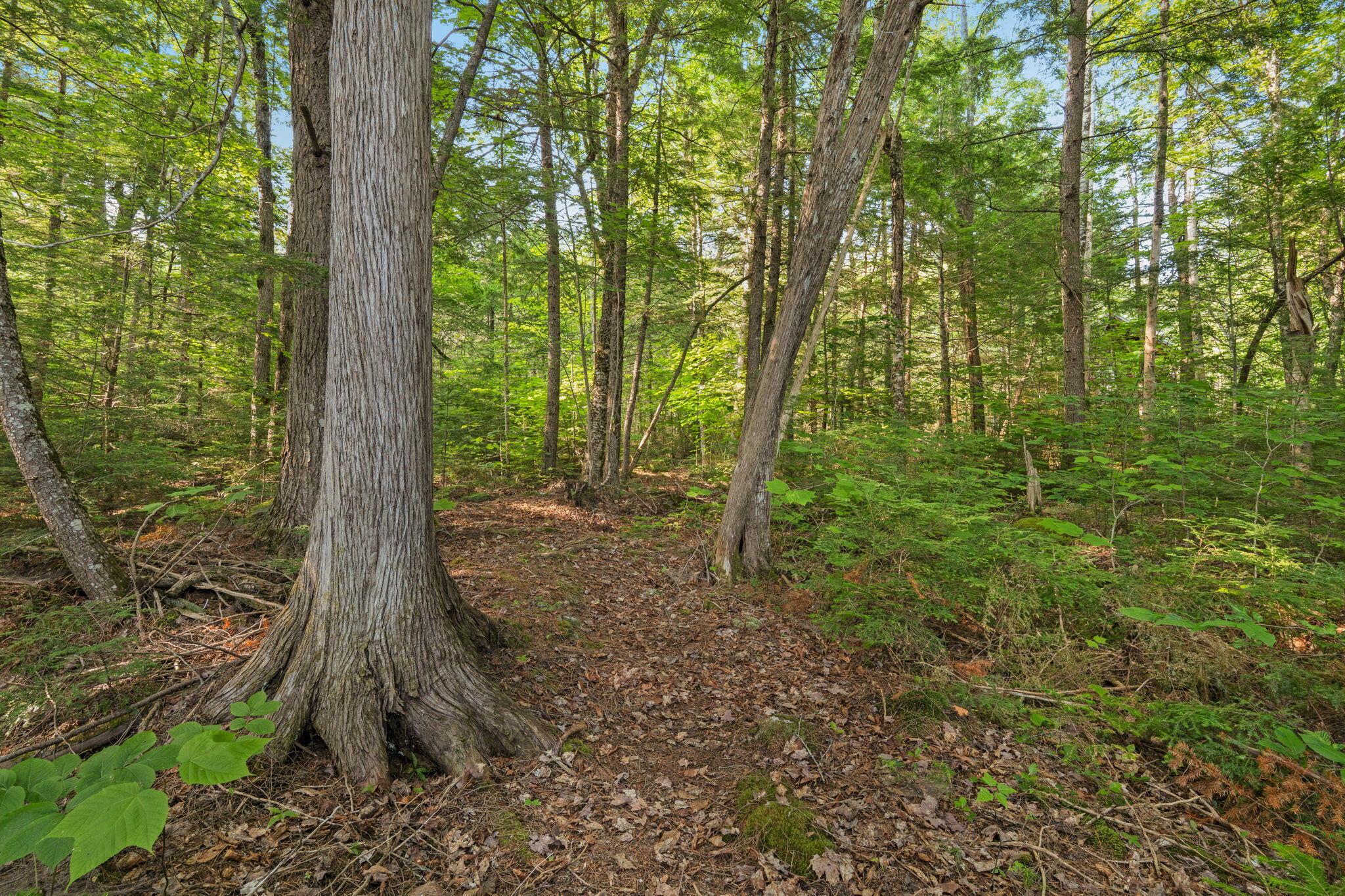Lot 1-3 Bill Green Road Lee, ME 04455 - Photo 44 of 65 45-web-or-mls-bill-green-pond-rd