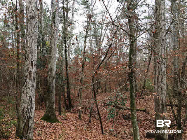 0 Legion Road Camden, AL 36726 - Photo 5 of 9