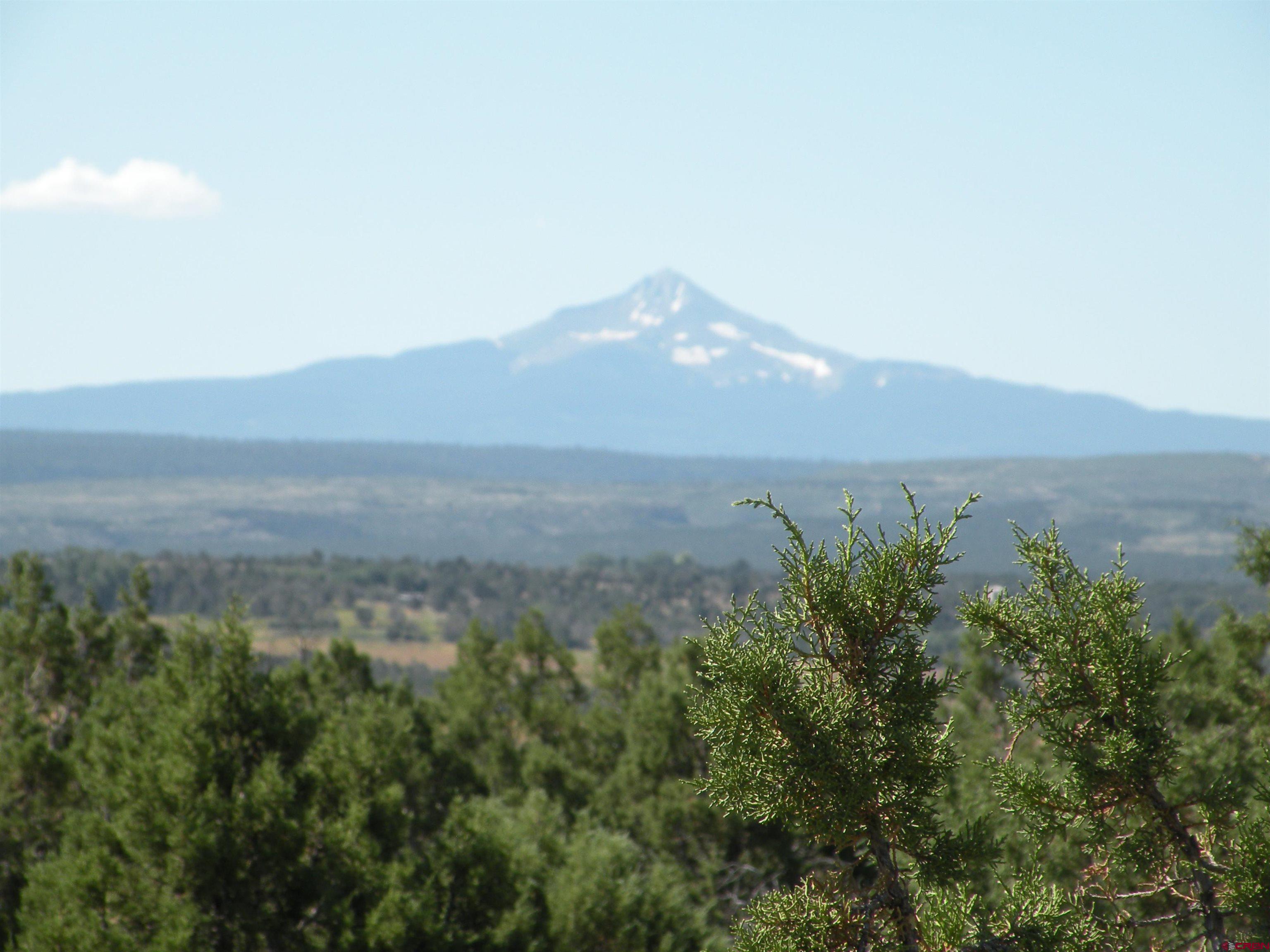 a view of a dry yard with green space