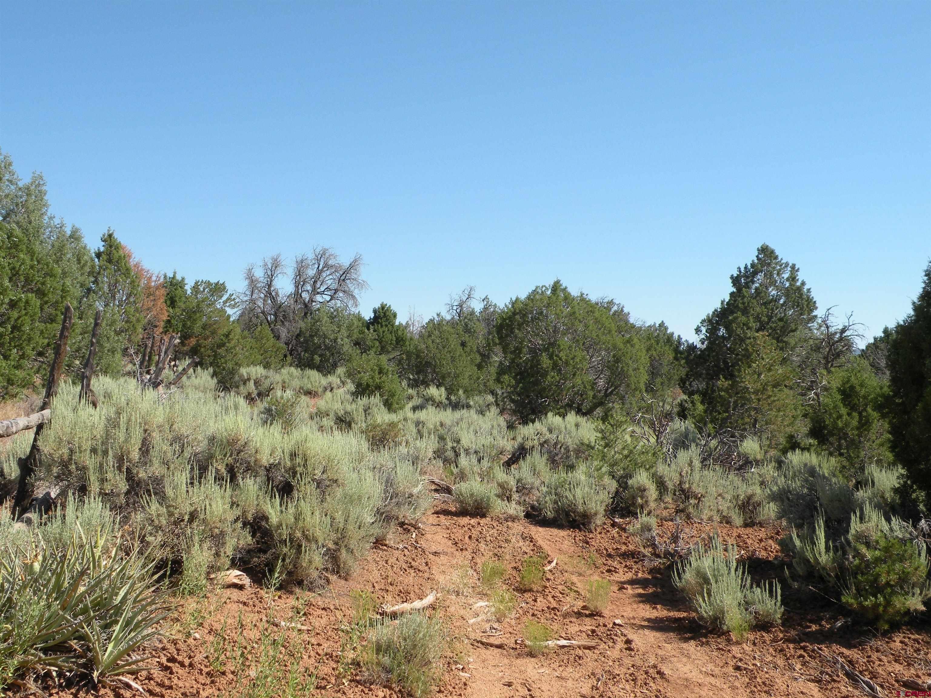 Tbd Mailbox Redvale, CO 81431 - Photo 4 of 5 a view of a forest with trees in the background