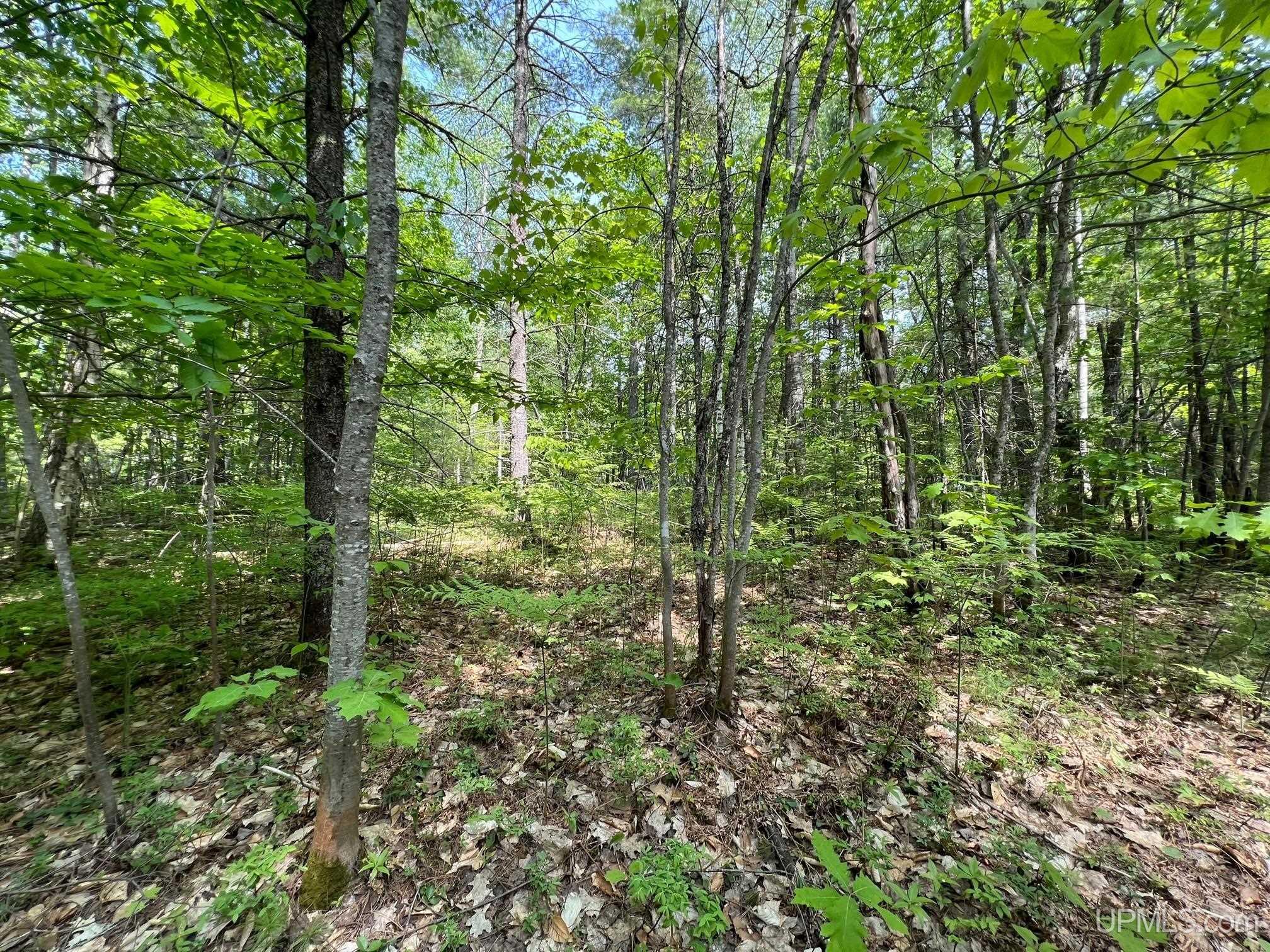 Tbd Powell Lake Road Wetmore, MI 49895 - Photo 6 of 13
