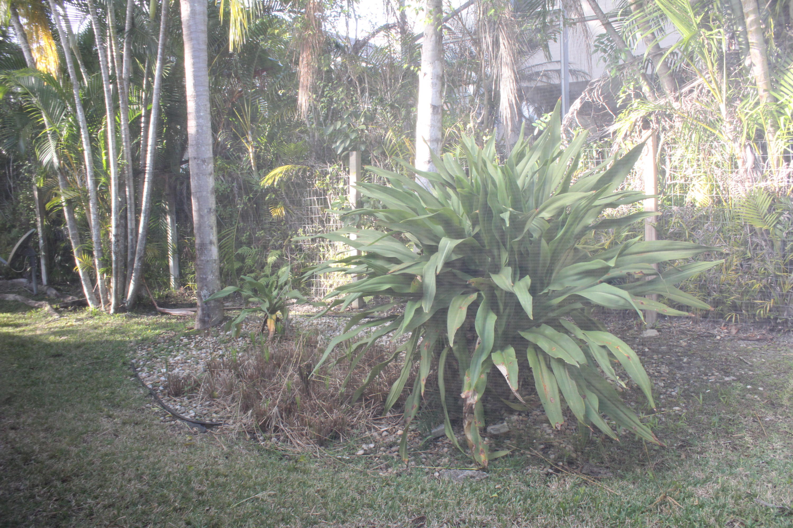 11241 Sea Grass Circle Boca Raton, FL 33498 - Photo 19 of 33 a view of a yard with plants and trees