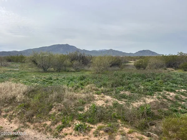 a view of a lush green forest with mountains in the background