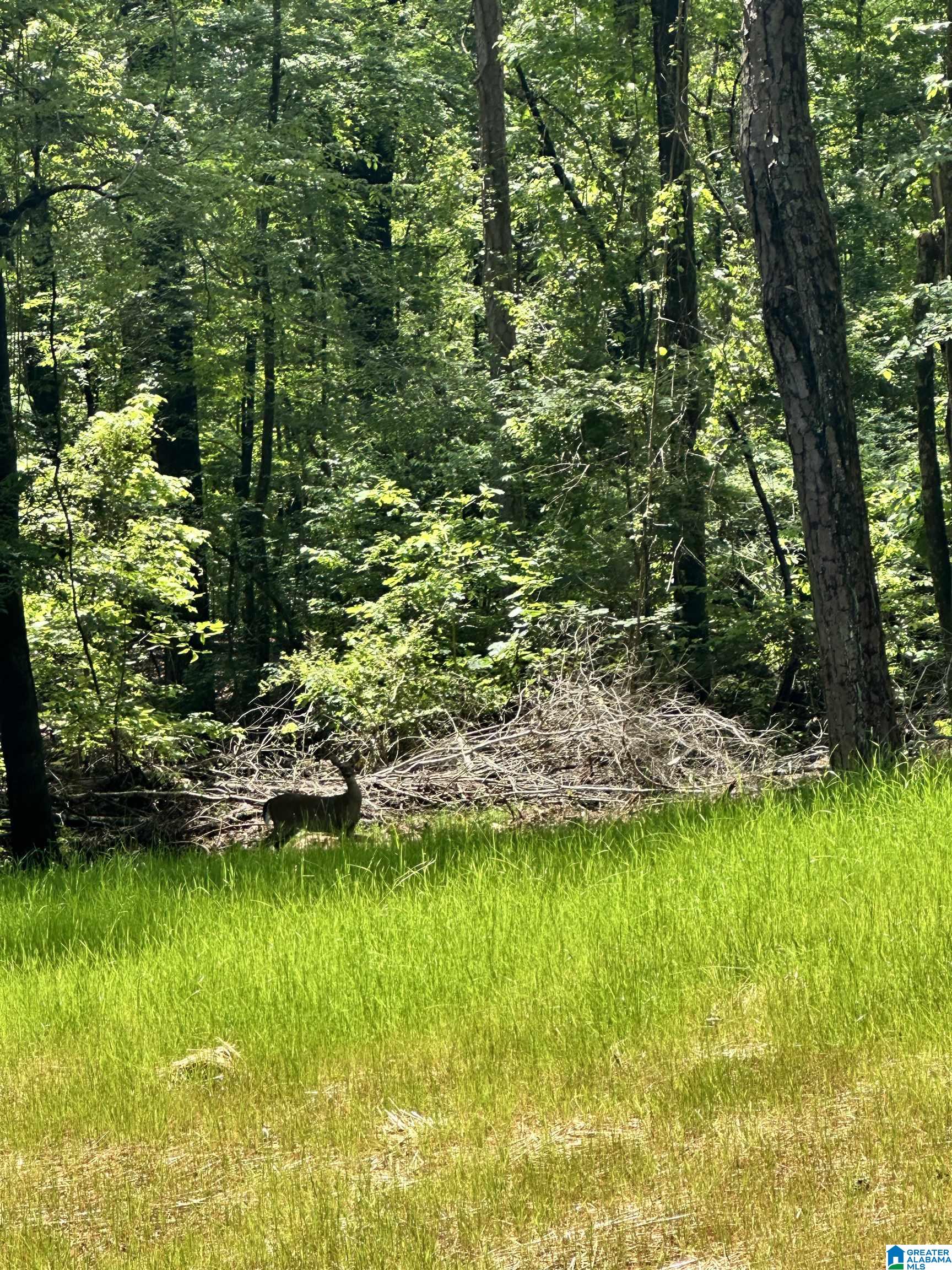 350 Black Acres Road, Unit 11 Cropwell, AL 35054 - Photo 16 of 16