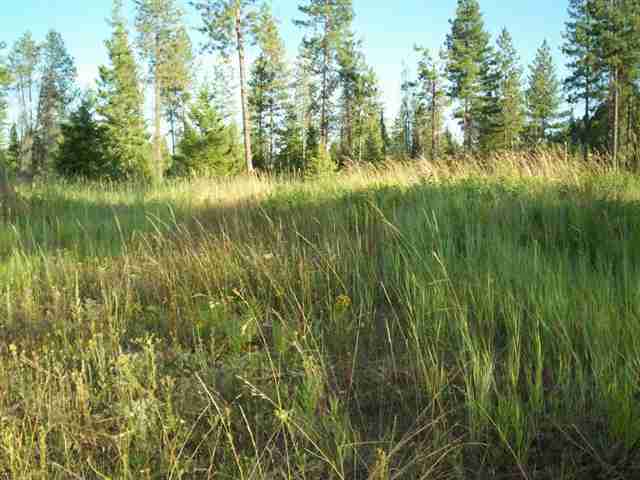 42 Hunters-springdale Road Springdale, WA 99173 - Photo 2 of 9