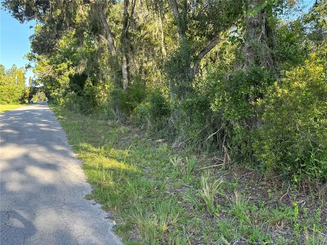 a view of a lush green forest