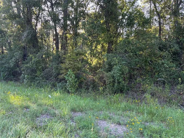 a view of a lush green forest