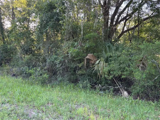 a view of a forest with lots of trees