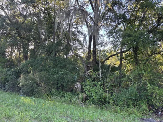 a view of a forest with lots of trees