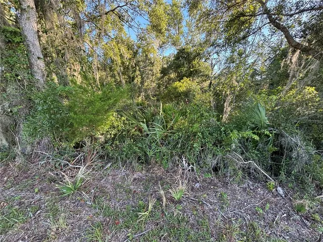 a view of a lush green forest