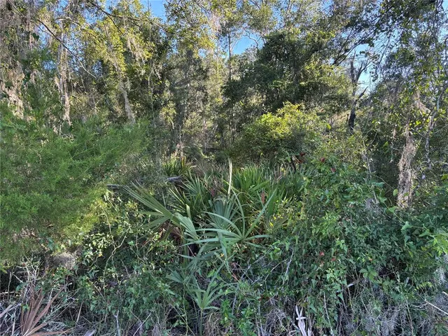 a view of a forest with plants and trees